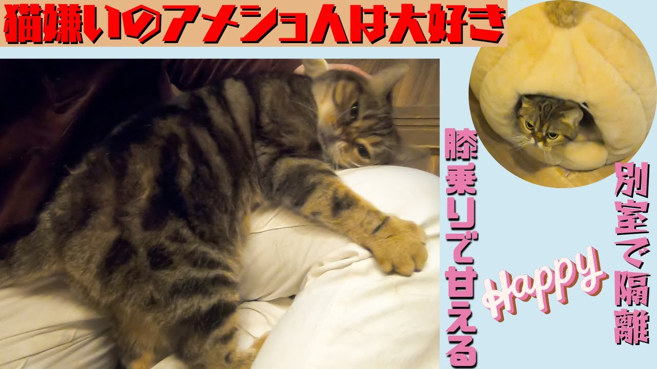 猫嫌いアメリカショートヘアのシニア猫　人はですぐに膝乗り（保護猫カフェウリエル）梅田　American Shorthairs who hate cats love people