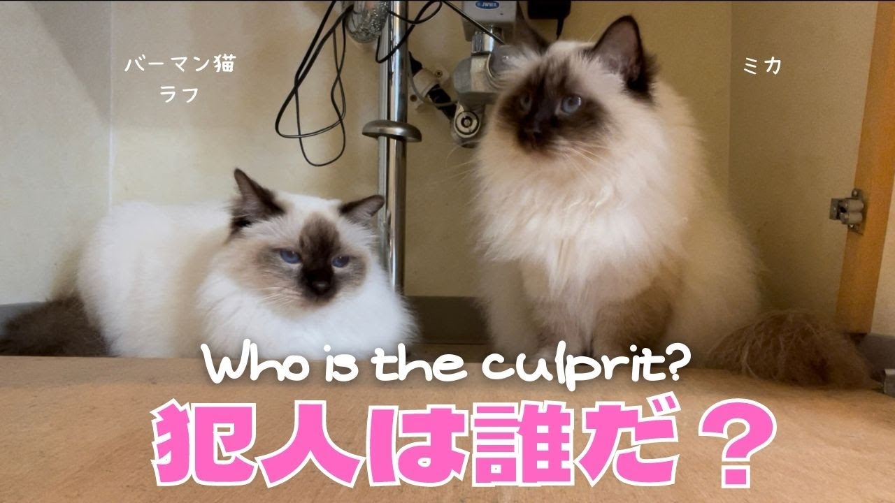 バーマン猫ラフか？ミカか？【犯人は誰だ？】Who is the culprit?（バーマン猫）Birman/Cat