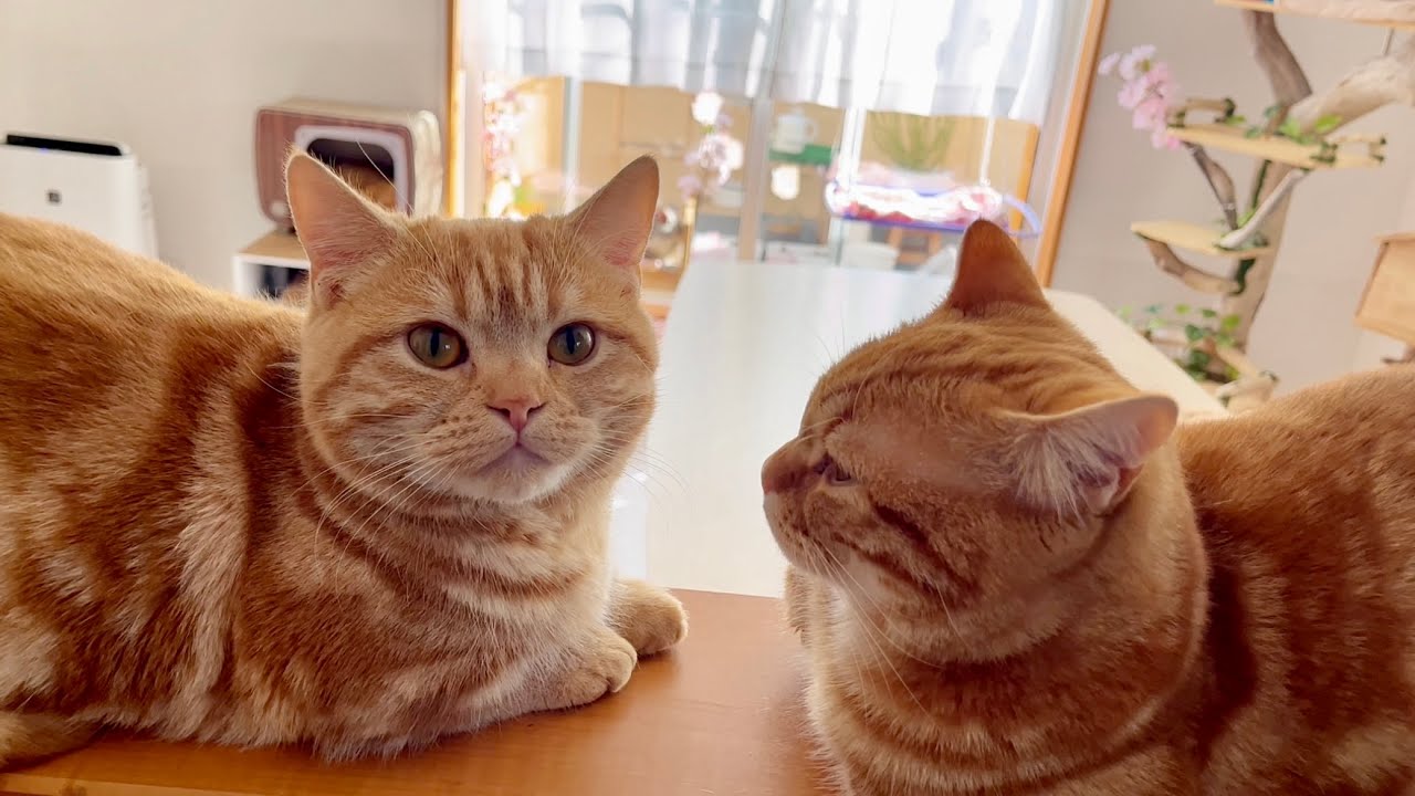 マンチカン兄弟は髭剃りが気になって仕方ない！