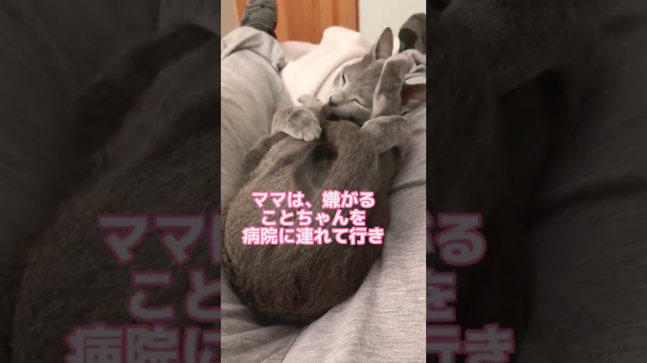 入院中のことちゃんへ💗 #ロシアンブルー #russianblue  #猫 #入院