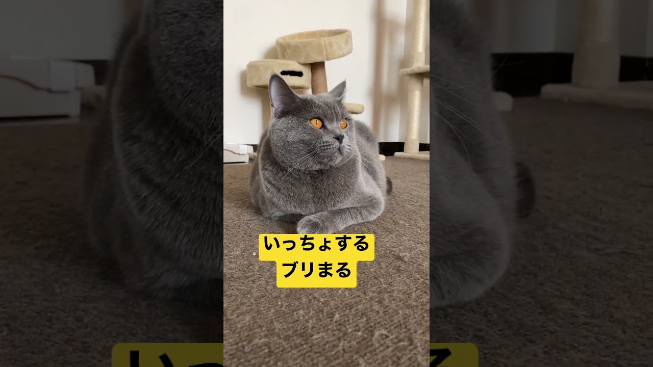 まんまるいっちょ#猫#ブリティッシュショートヘア