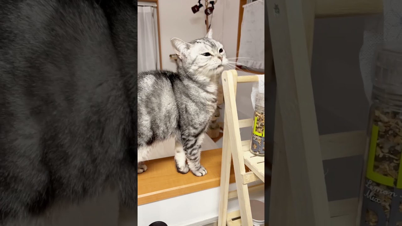 この家の物は全てあたしが欲しいの #shorts