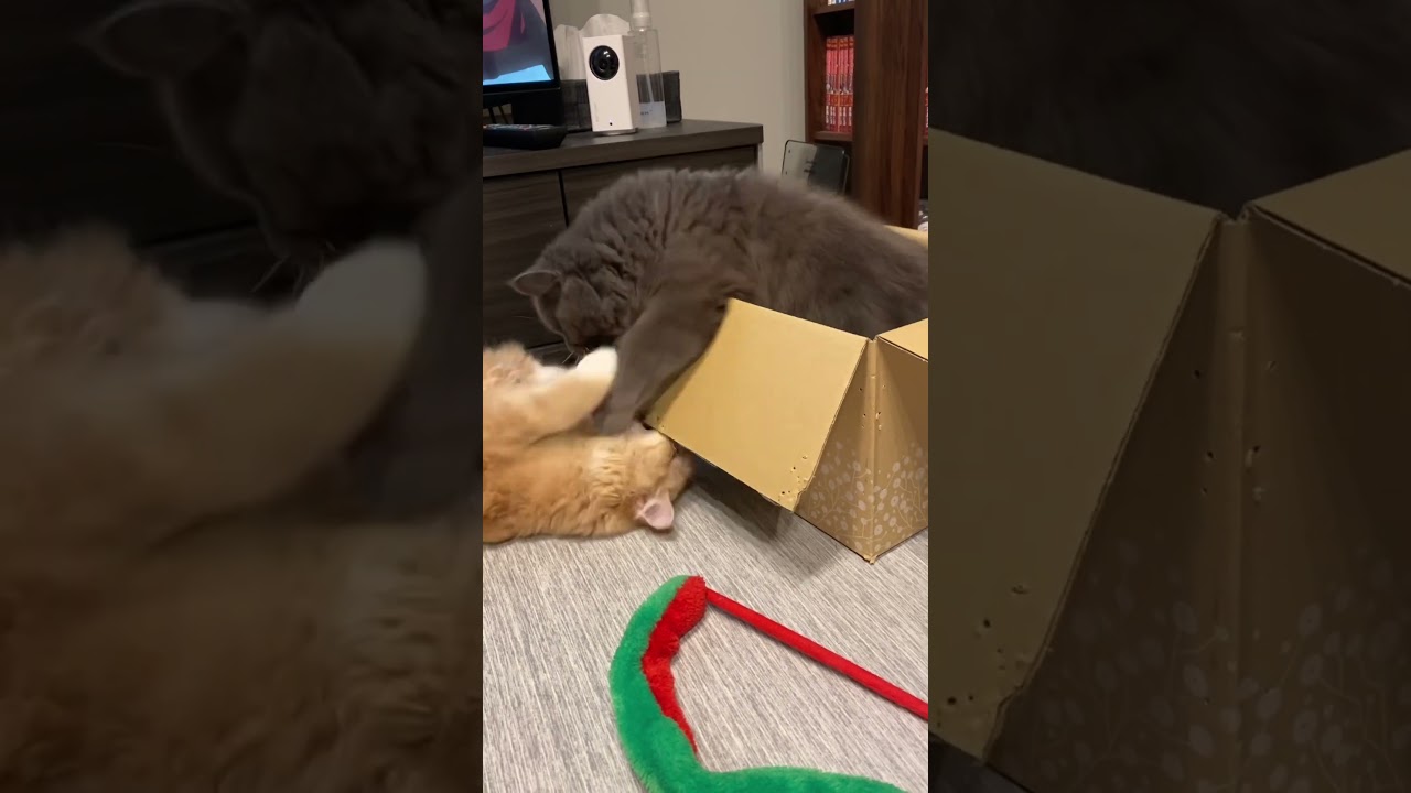 嫁を叩いて隠れるラガマフィンの旦那　#ラガマフィン #猫のいる暮らし #猫動画