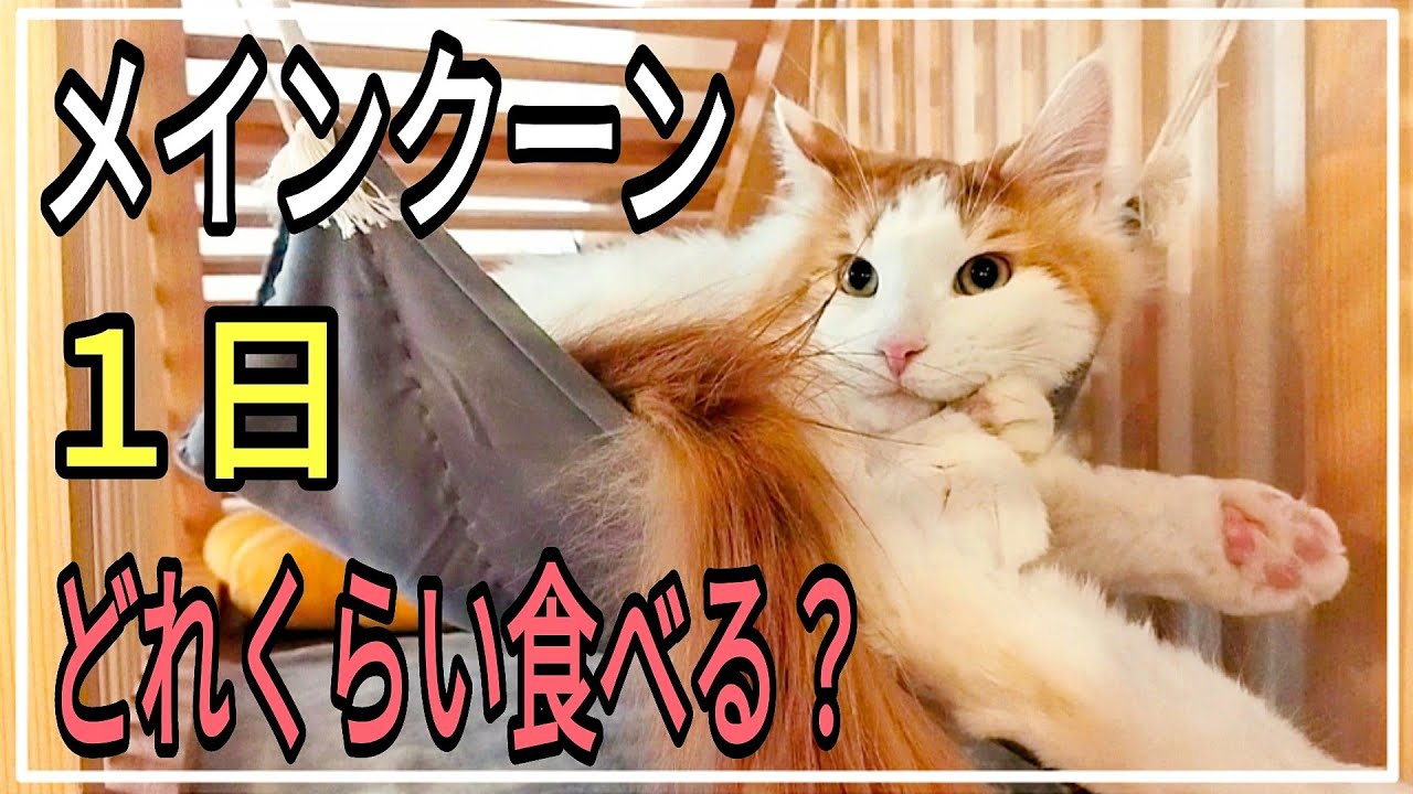 【徹底解説】実際のメインクーンの食生活。大型猫のリアル Maine coon cat eating habits.