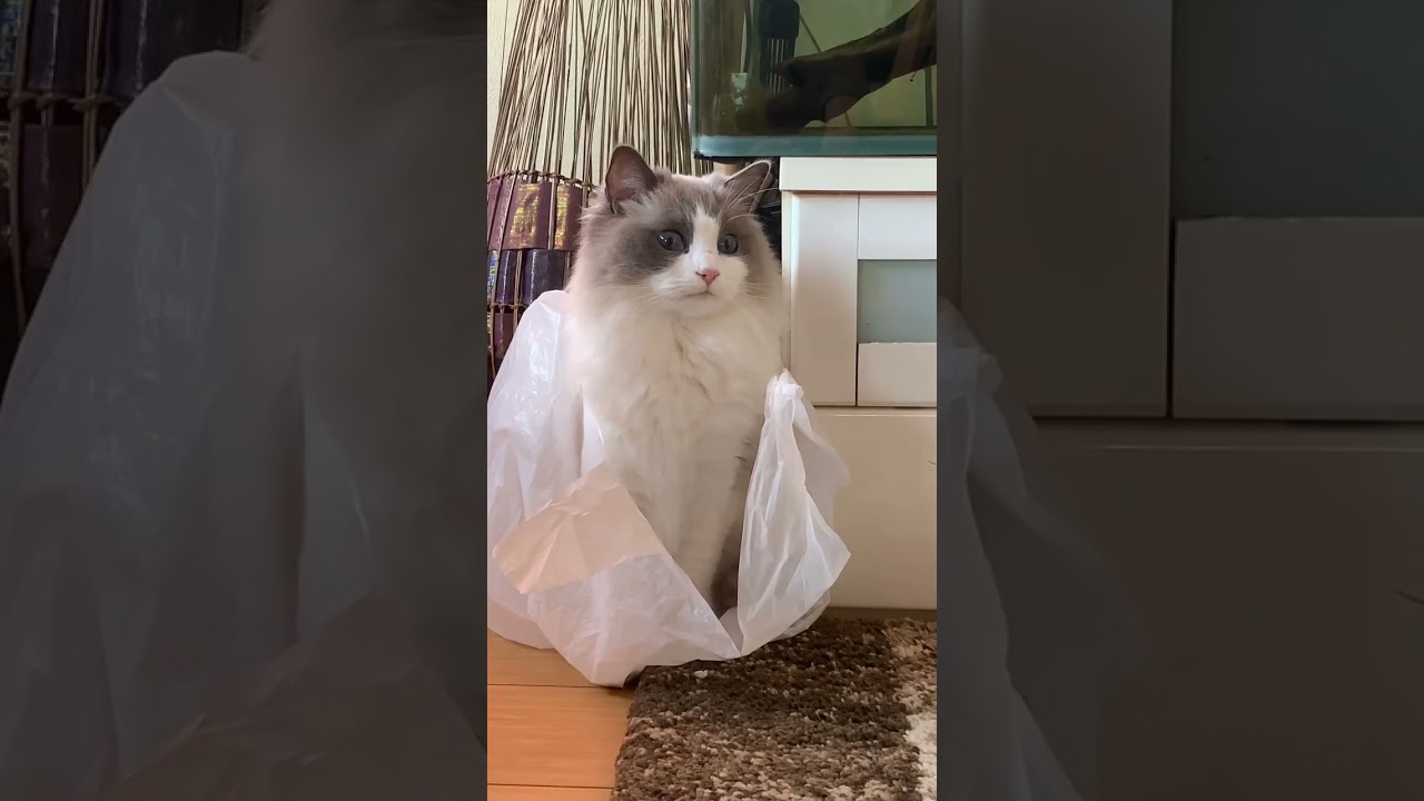 ビニール袋のシャカシャカ大好き ラグドール ぬいぐるみ猫 猫カフェ気分 猫動画 猫癒し動画 猫かわいい動画 もふもふ ragdoll @minamin.ch.2022