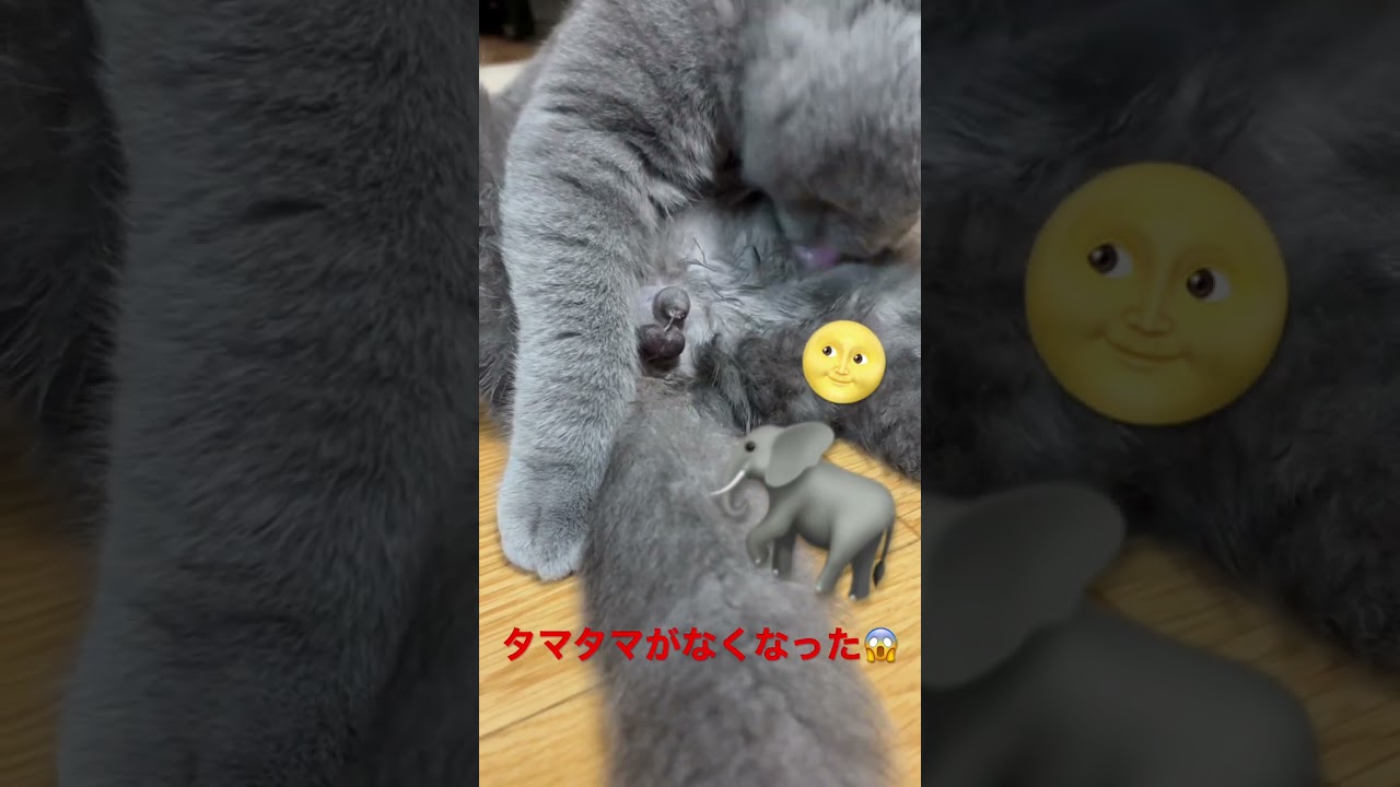 オタマを取りました。#shorts #ねこ #ブリティッシュショートヘア #猫#去勢
