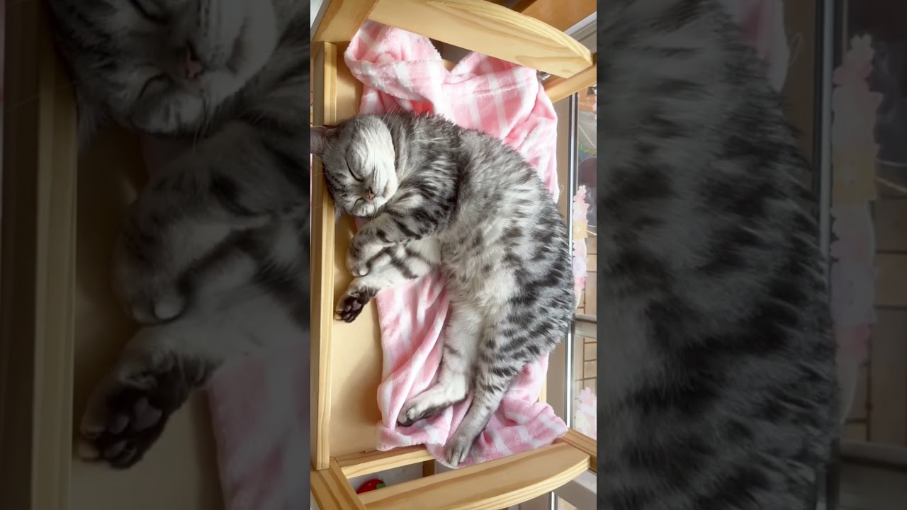 春が来るわ #shorts