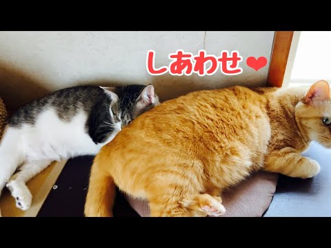 ひとりぼっちだった目の不自由な子猫にこんな時間が訪れました