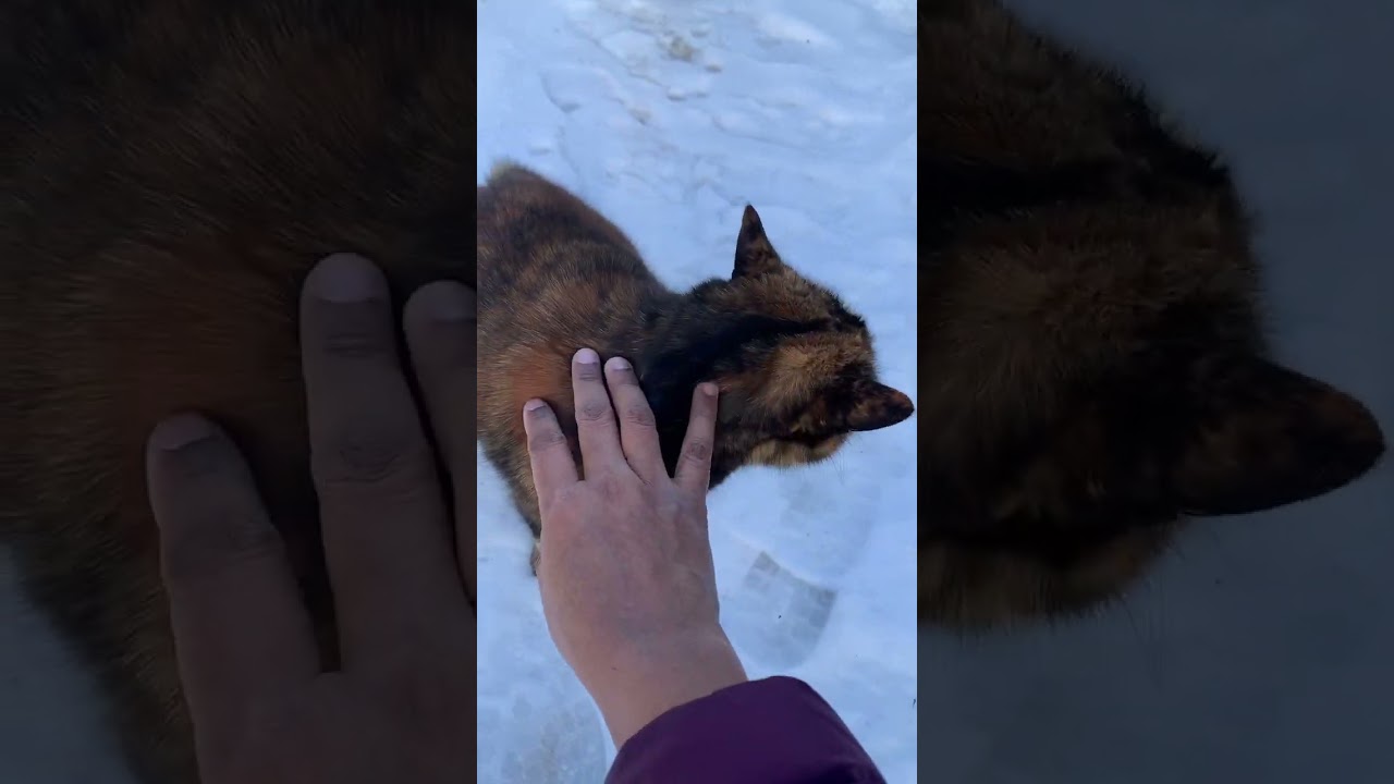 Lucky the Manx cat love walking in the snow ❤️