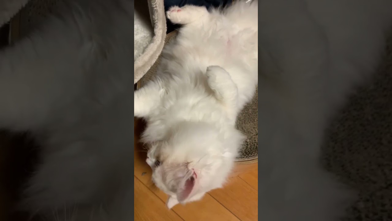 ヘソ天ラガマフィンさん #cat #ねこ #ネコ #ねこのいる生活 #猫 #猫動画 #子猫 #ラガマフィン