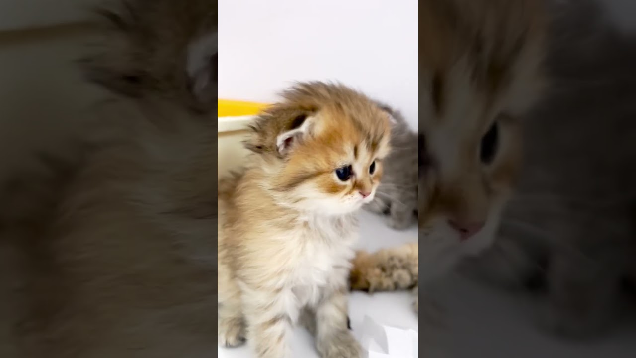 😻ゴリちゃん😻 #子猫の成長記録 #短足マンチカン #cats #マンチカン #子猫 #cat #ペット蔵人 #ミヌエット #チンチラ #ペルシャ #ペルシャ猫