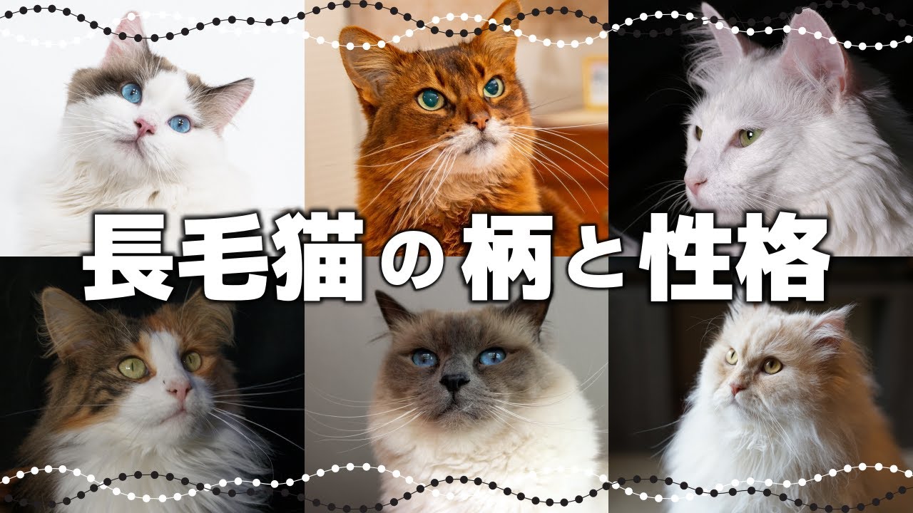 長毛猫は飼いにくいのか？特徴や性格【人気長毛猫種10選】も