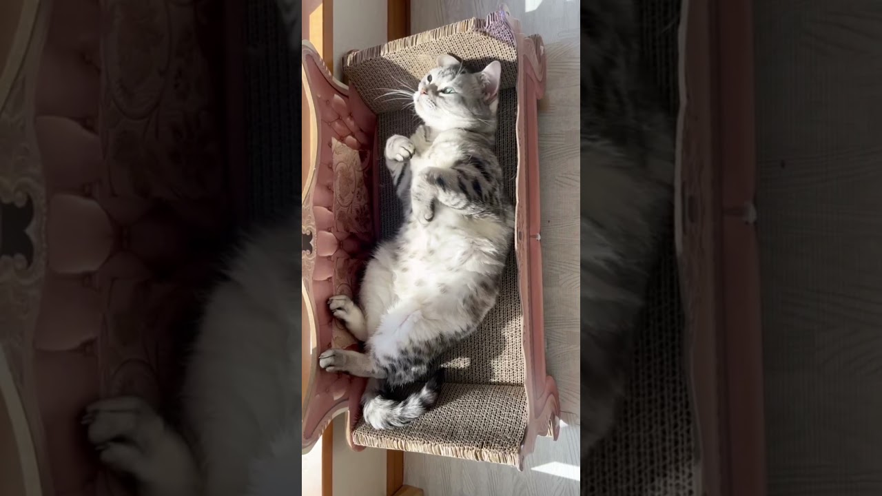 にゃーんリバー #shorts