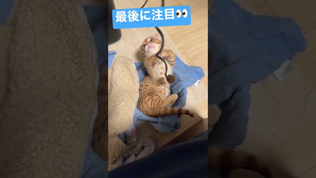 狩猟本能丸出しのコモちゃん🐈 #キンカロー #猫 #子猫 #スロー再生  #猫のいる暮らし #cat #catlover #catvideos #고양이