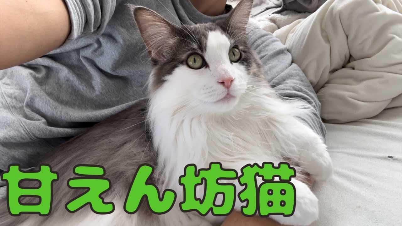 甘えん坊猫とごろごろ【メインクーン】