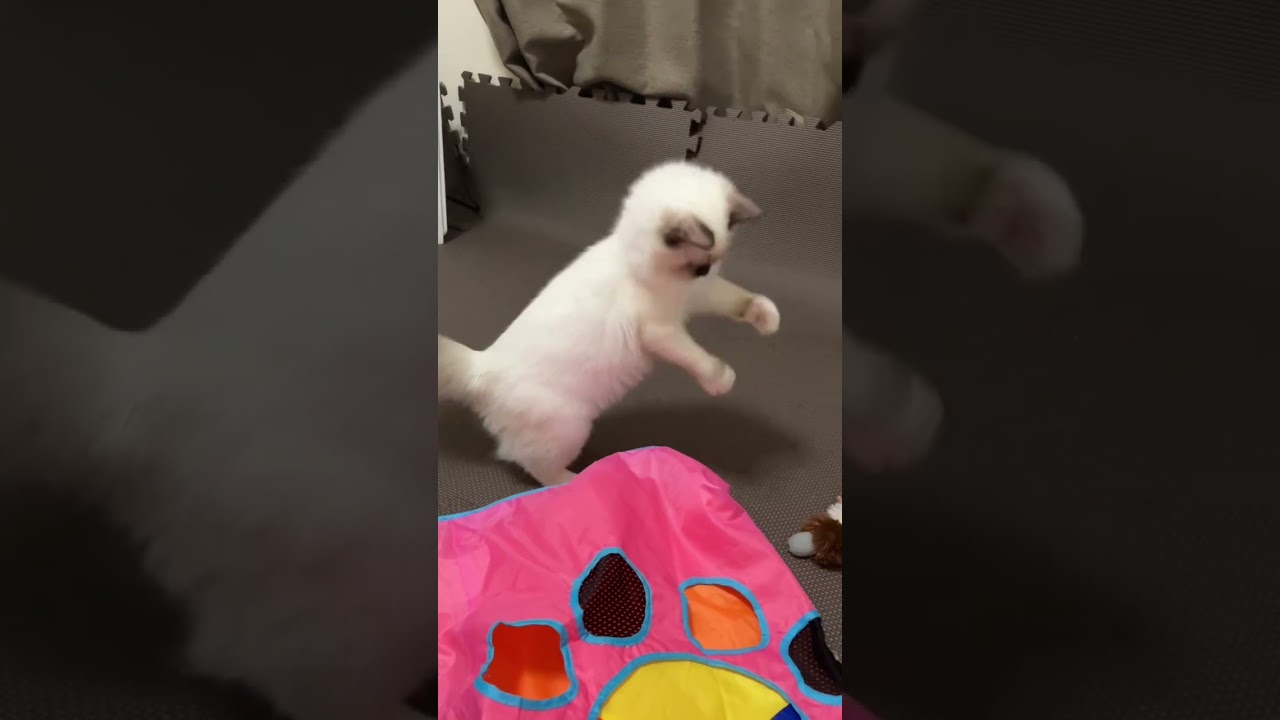おもちゃで遊ぶ子猫の動きがかわいい #shorts #ragdoll #ショート #ラグドール