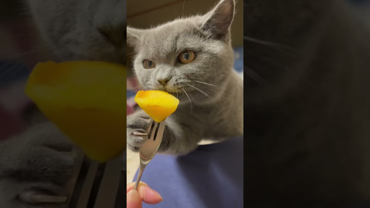 柿を初めて見る猫。⁡#ブリティッシュショートヘア  #ブリティッシュショートヘア子猫  #ブリティッシュショートヘアブルー  #子猫 ⁡#ねこ#ねこのいる生活 ⁡⁡#ねこのいる暮らし