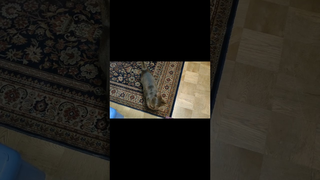 ネコ動画あび#634　#shorts　あびの毎日　アビシニアン　あび