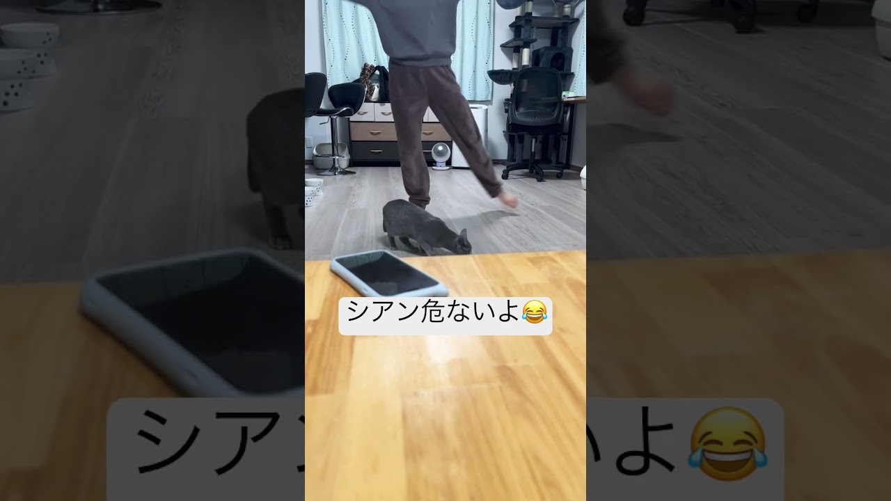 シアン危ないよ😂 #ロシアンブルー #猫 #ママ #ダイエット