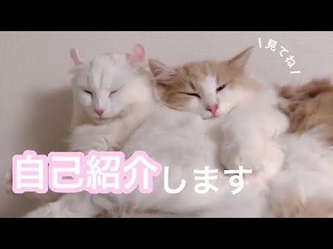 猫たちの自己紹介します【アメリカンカール】【ノルウェージャンフォレストキャット】【猫】