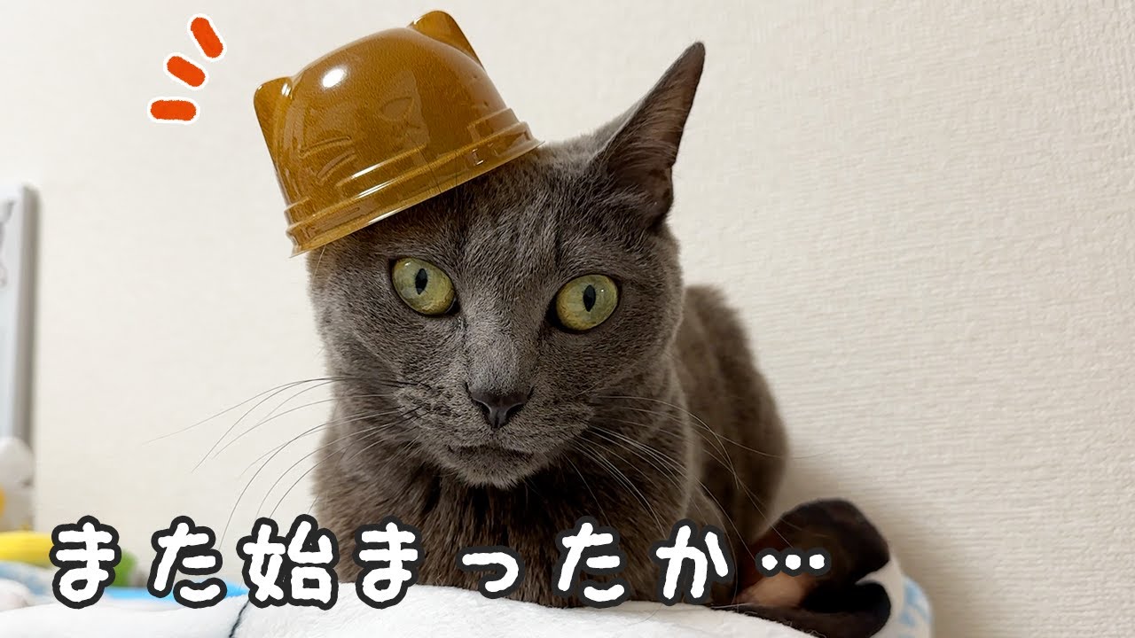 ママの遊びに付き合ってくれる優しい猫たち…！