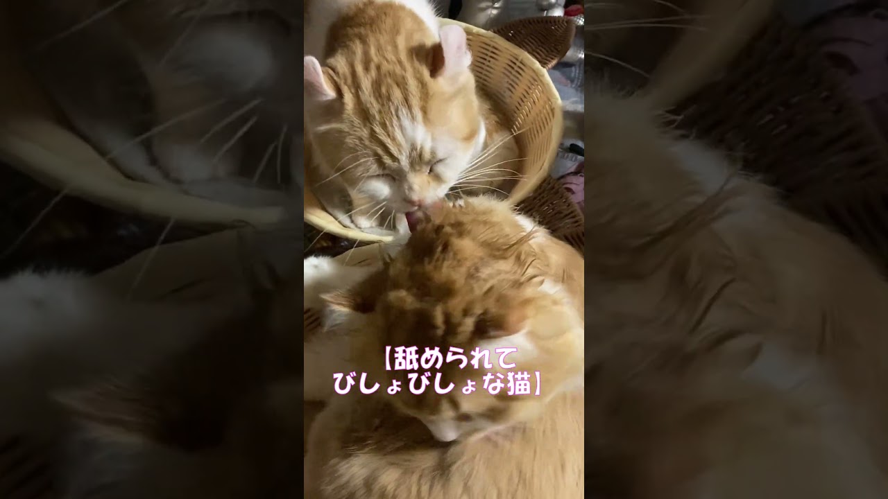 舐められてびしょびしょな猫 #shorts  #猫 #アメリカンカール #cat