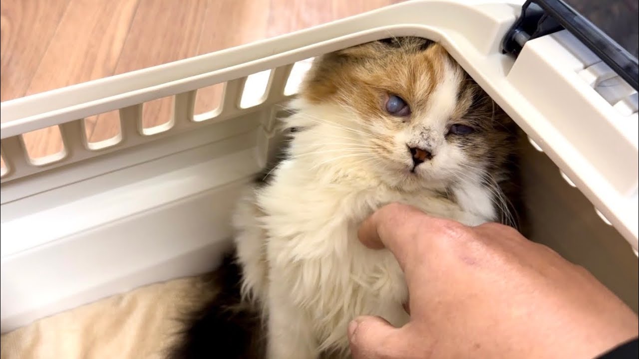 この眼で放置はありえないだろ #25