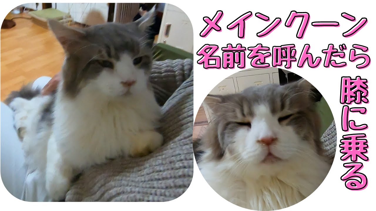 #shorts　メインクーンの特技名前を呼んだら膝に乗る癒し猫