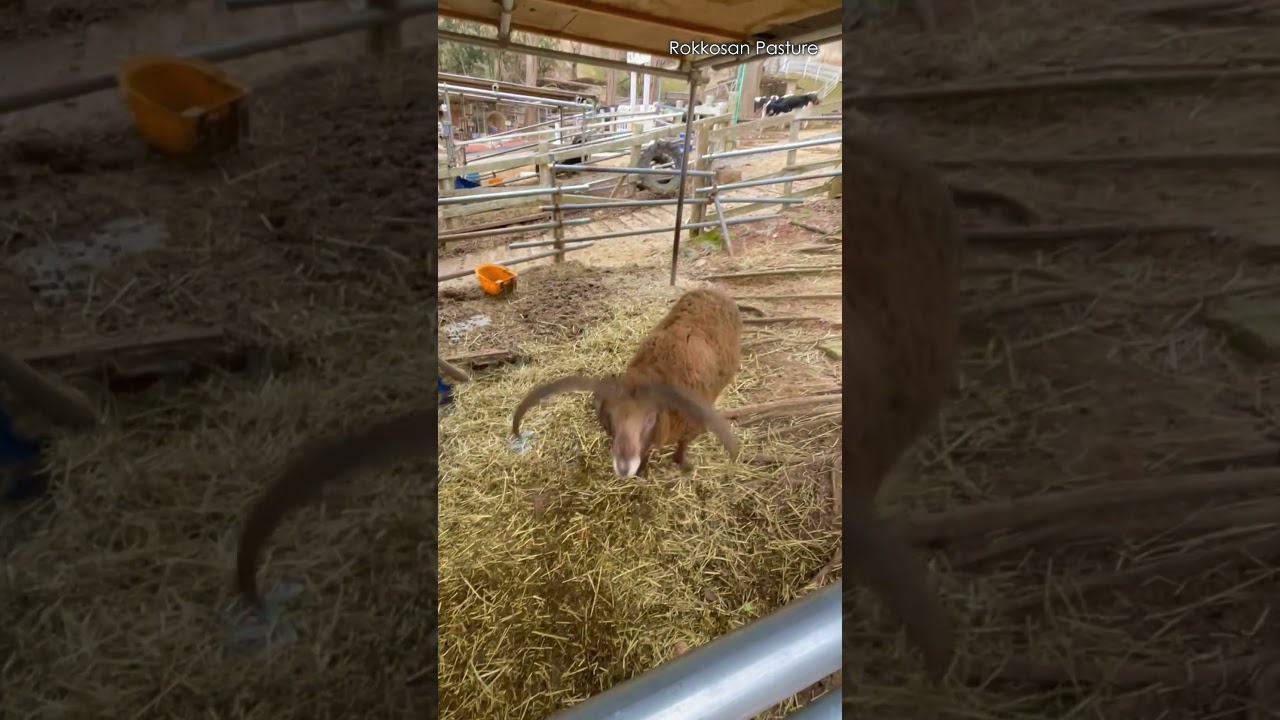 くるりんぱするひつじ【六甲山牧場】Jumping Sheep #shorts