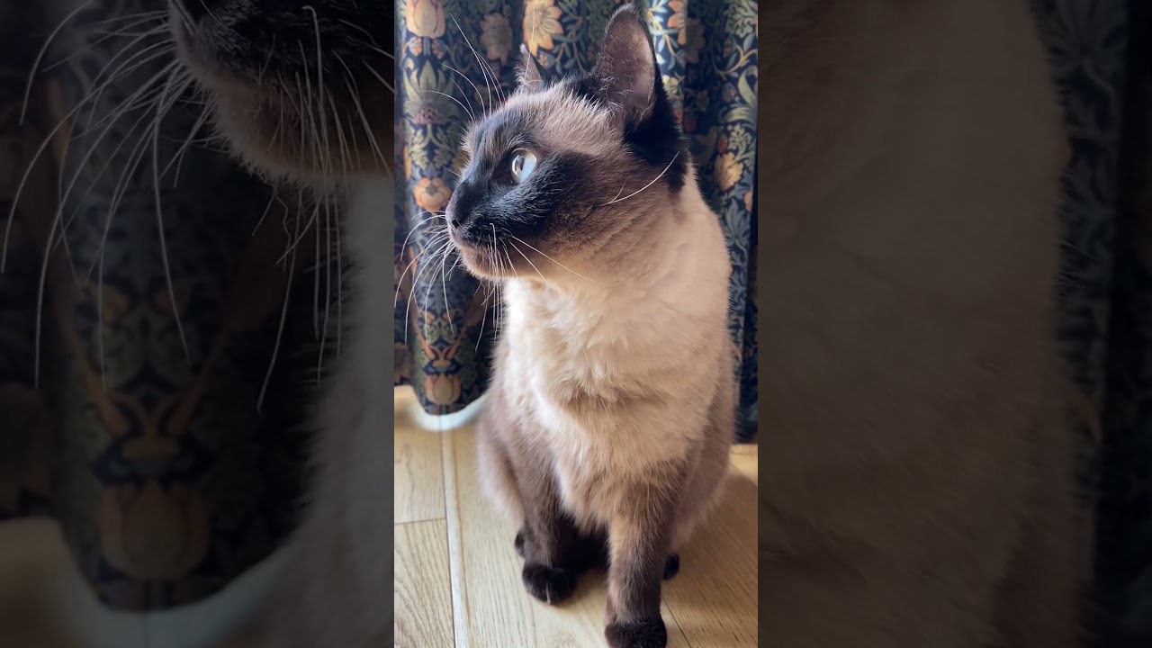 【2023.02.28】今日のシャム猫のふくさん（音無し）【たぬき猫】 #Shorts