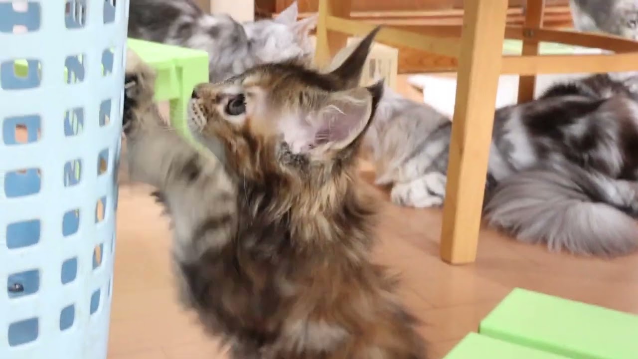 イドウナ王妃はトービーのメインクーン子猫