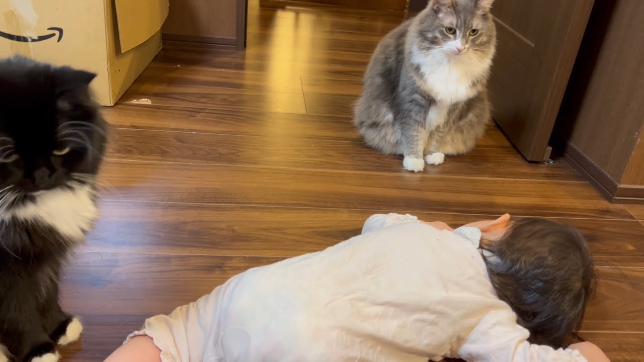 一緒に寝る為にしばらく前から赤ちゃんの近くで待っている猫　ノルウェージャン　A cat that stands by to go to the bedroom with the baby