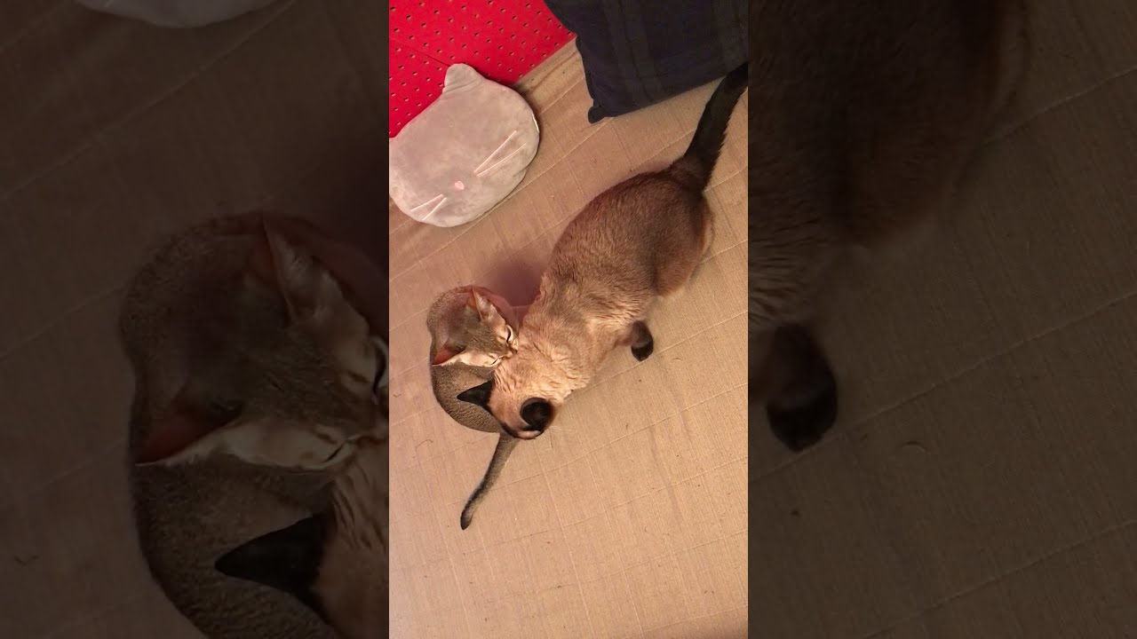 お返しのペロペロするシンガプーラなのにゃ♪