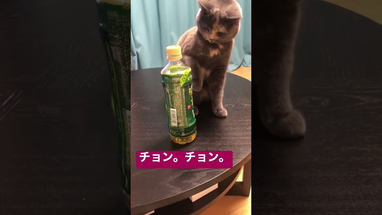 【おもしろ猫】あと一歩でビビる猫。　#shorts  #猫　#ブリティッシュショートヘア
