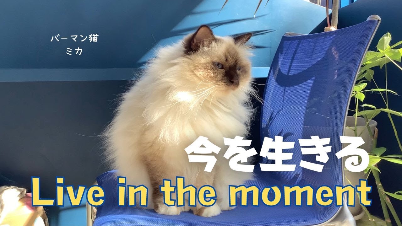 バーマン猫ミカ【今を生きる】Live in the moment（バーマン猫）Birman/Cat