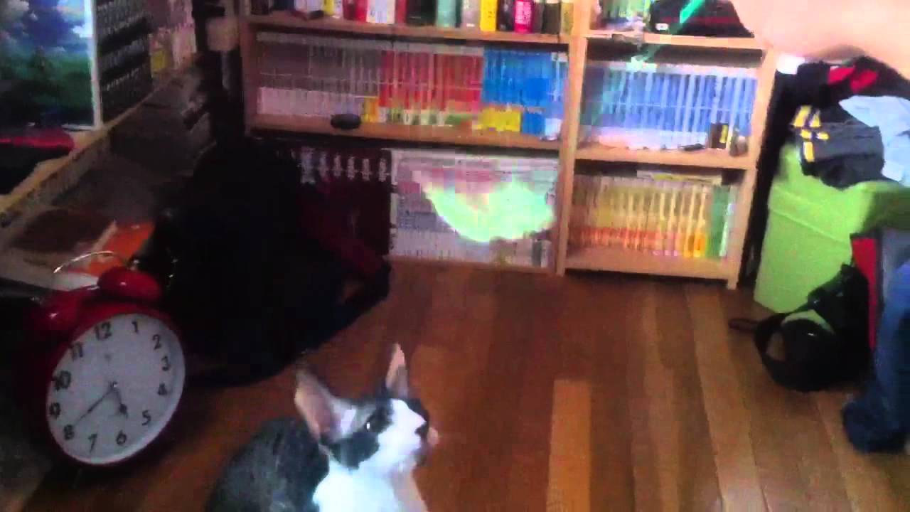 猫じゃらしで遊ぶ！