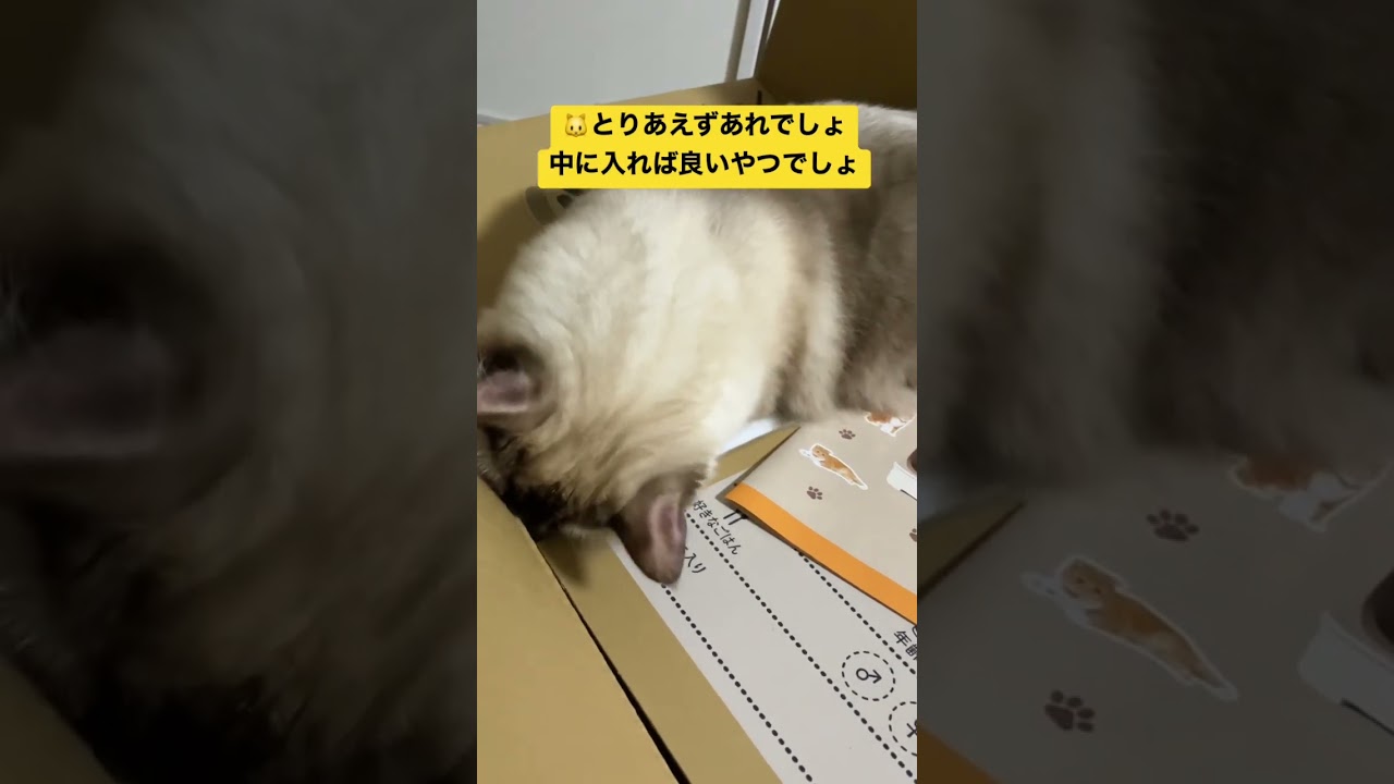 たぬきに似た猫のラグドールに新しいトイレ買ってみた#shorts #ragdoll #ショート #ラグドール