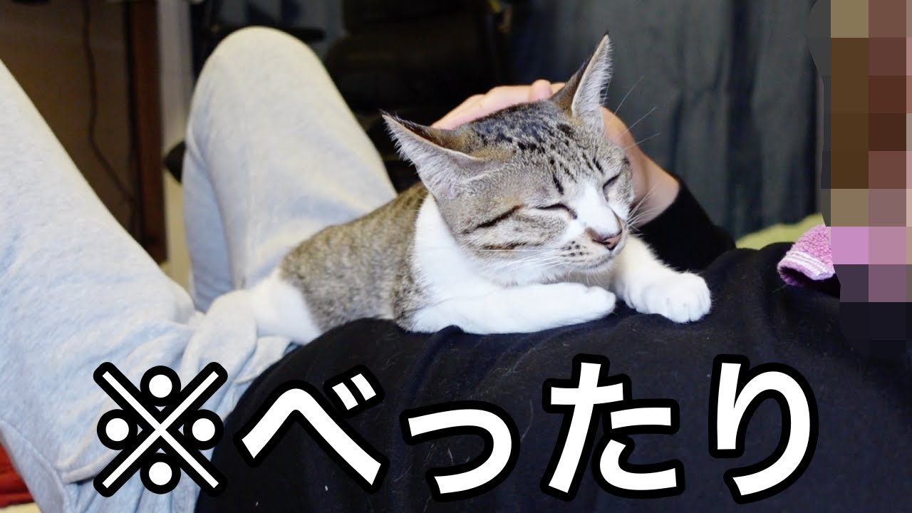 大好きなパパに３時間甘えられなかった子猫はこうなります