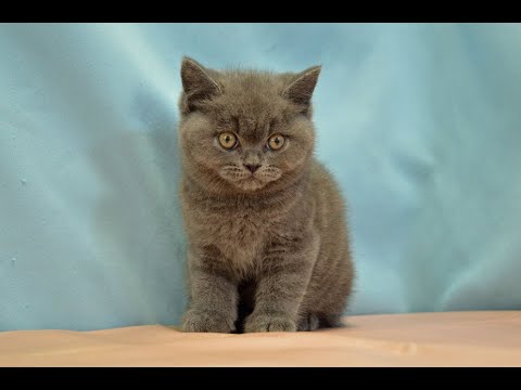 ブリティッシュショートヘアー　NO.230205　ペットショップ『ヒラマツケンネル』の子猫