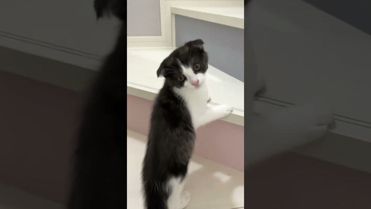 ごはんする？に返事をする子猫【猫のいる暮らし】#shorts