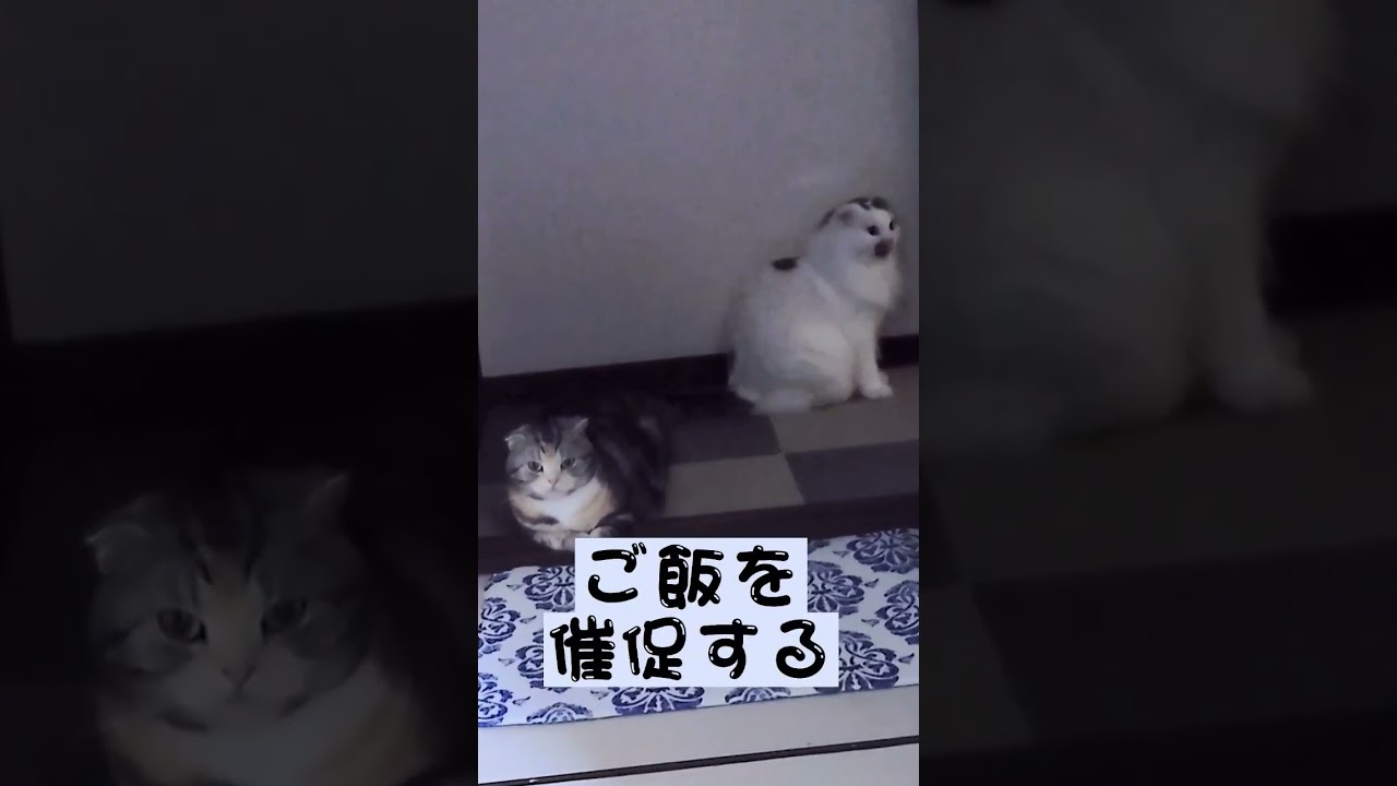 見られてる😺#shorts #スコティッシュフォールド #猫