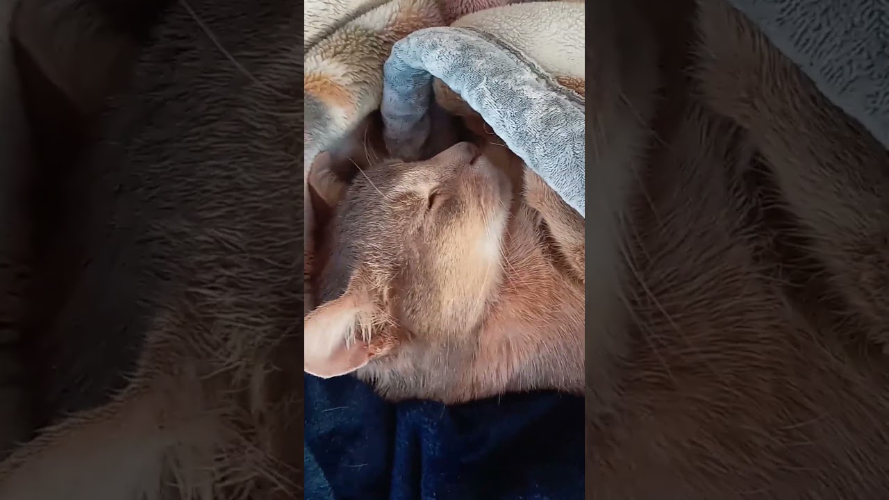 【家猫】寝てるときが一番かわいい【アビシニアン】
