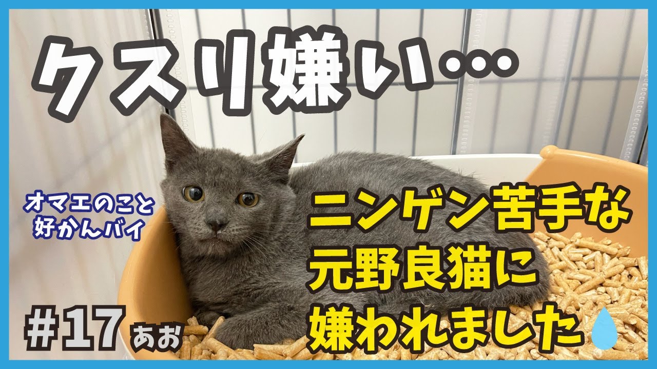 17 人馴れしない元野良猫に薬を飲ませようとしたら嫌われました…【あお・迷い子猫はプチ怪獣】