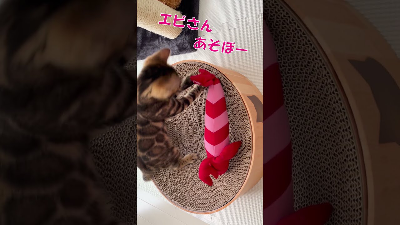 【ベンガル猫】エビさんが大好きな子猫　#Shorts