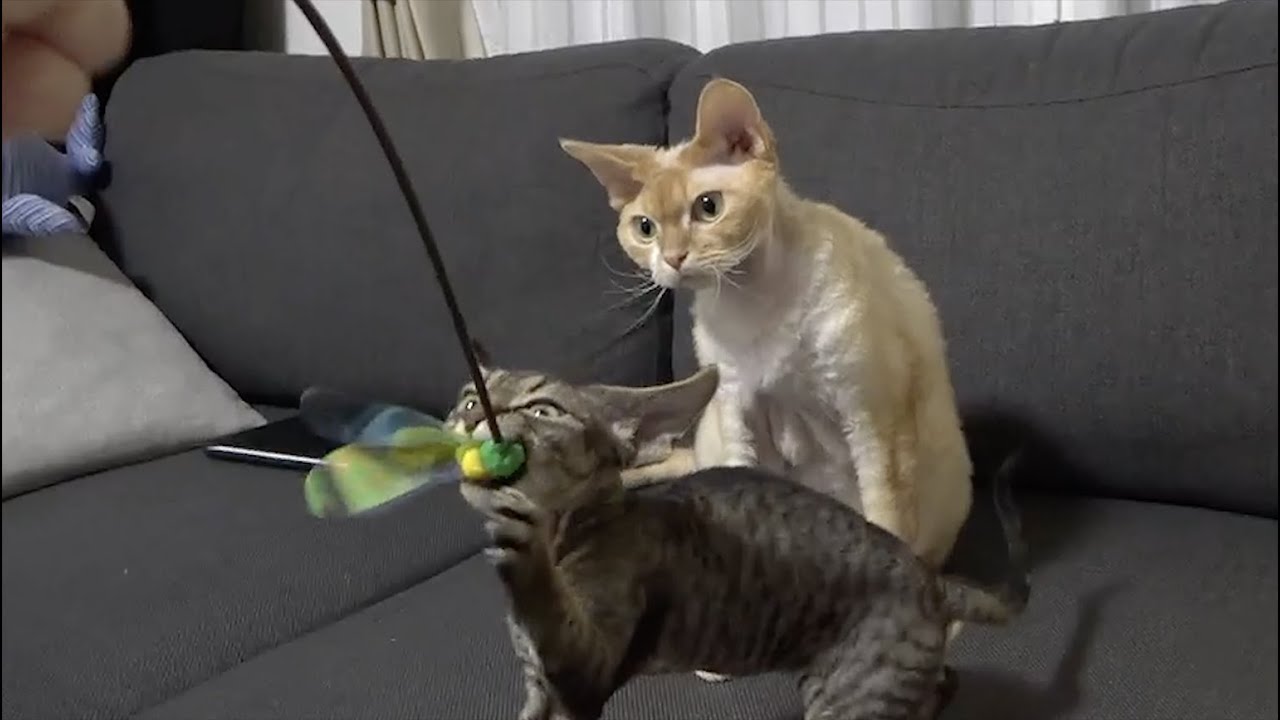 猫じゃらしキラーのデボン子猫(Devon rex kitten with maximum destructive power)