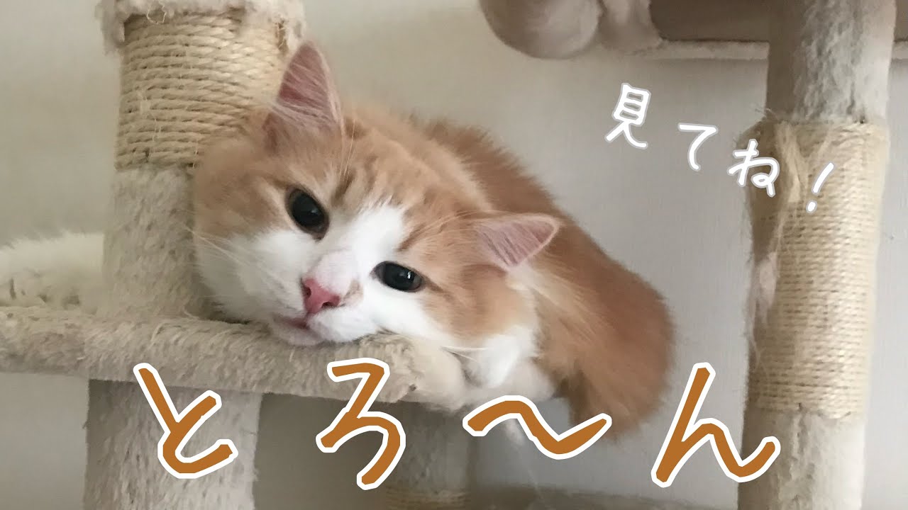 猫たちのくつろぎ集〜【アメリカンカール】【ノルウェージャンフォレストキャット】【猫】