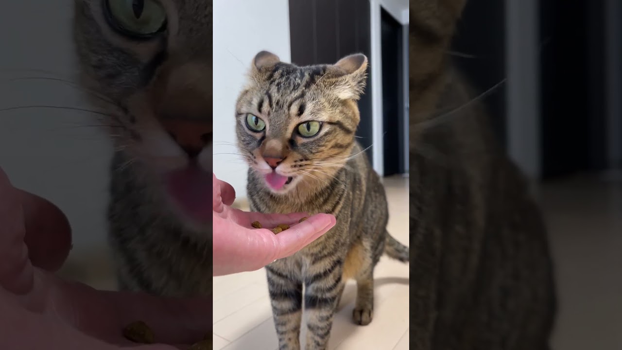 驚きすぎて、猫が大変なことになりました…