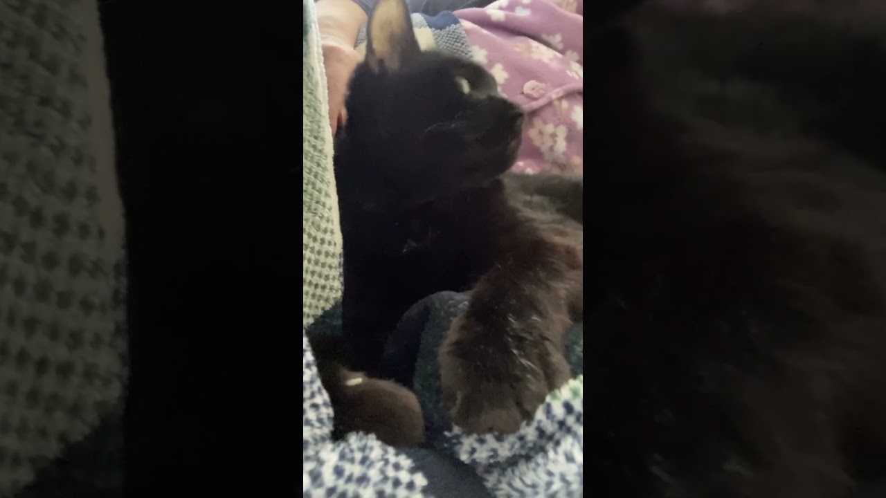 飼主の昼寝に添い寝してくれる可愛いくろのすけ#shorts#cat