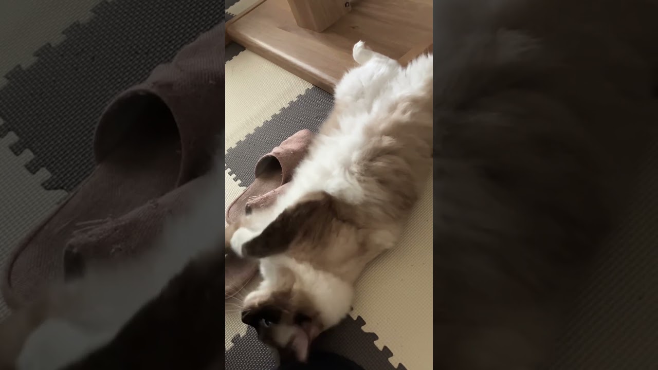アライグマに似ているラグドールのたぬきみたいな猫が仰向けでゴロゴロしている