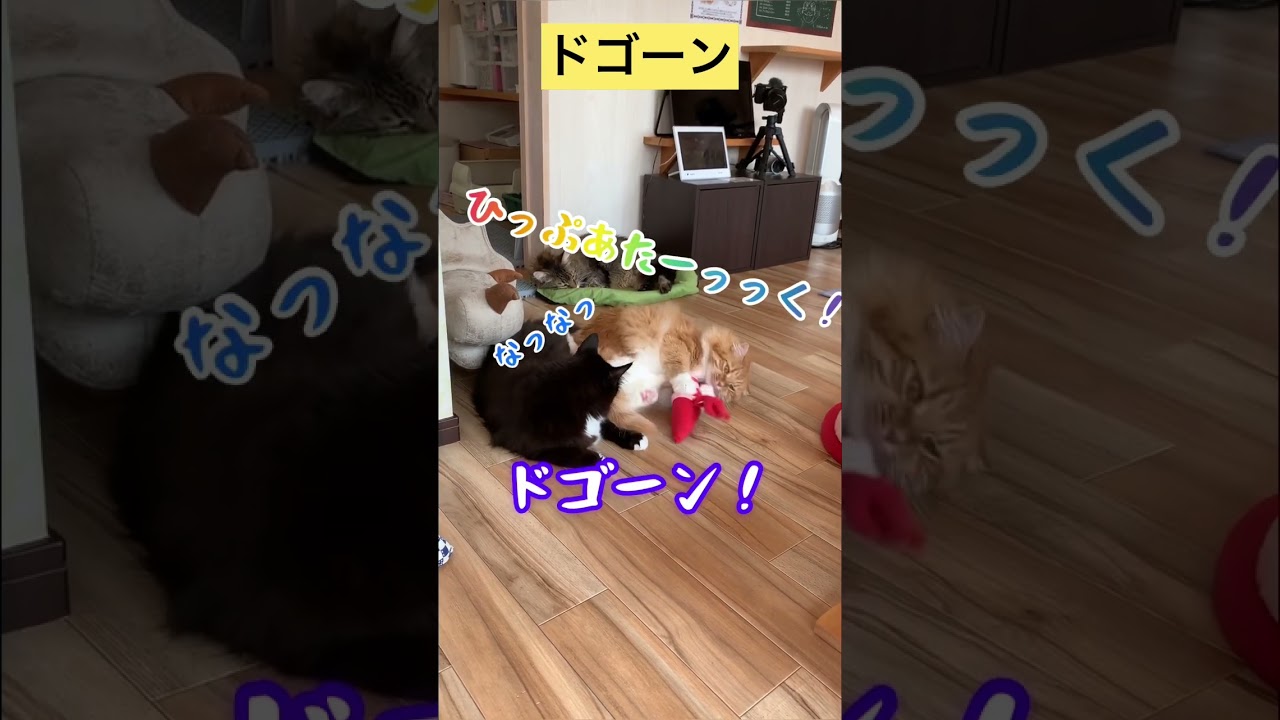 【メインクーン】ヒップアタック #メインクーン #かわいい猫 #猫カフェ #猫動画おもしろい #茶トラ #白黒猫